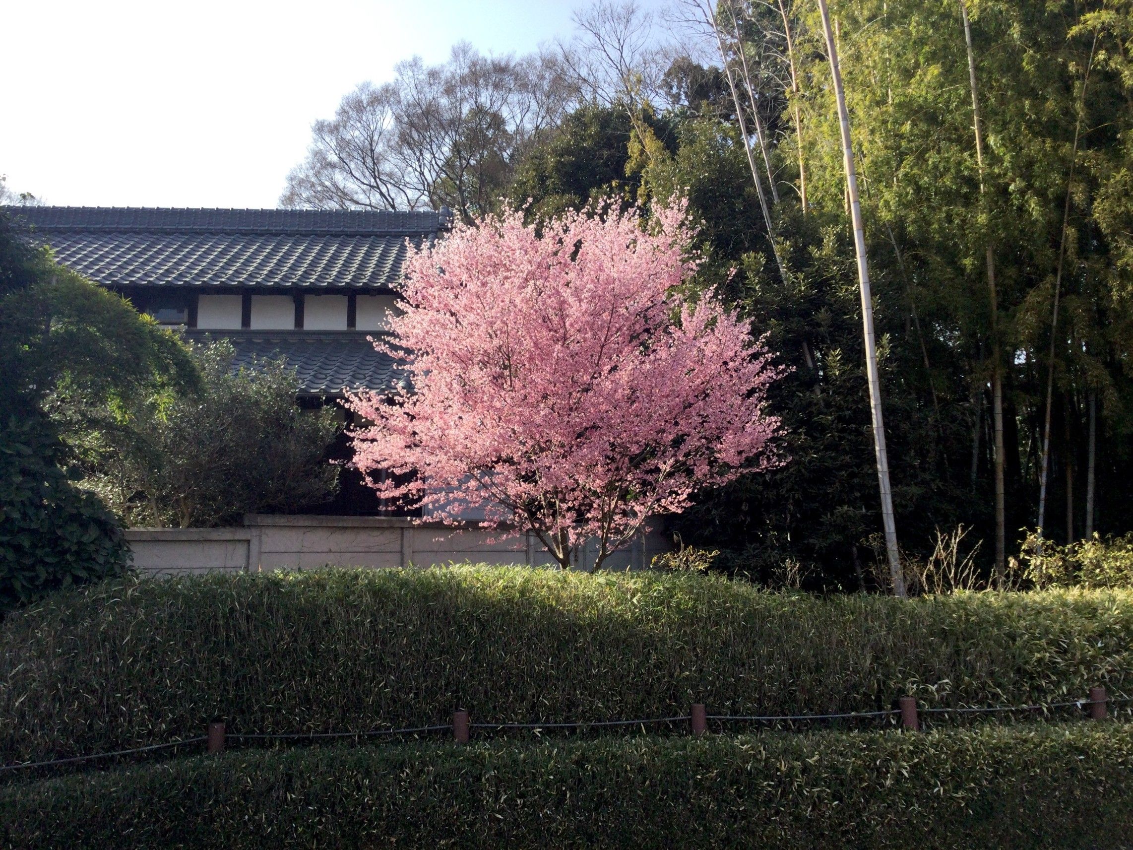 🌸 벚나무 신사(사쿠라기 진자) 이미지 9